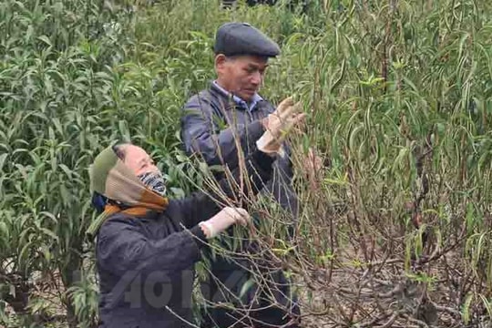 ​Tuốt lá đào muộn hơn năm trước